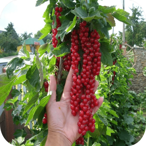 Смородина красная "Рондом" 