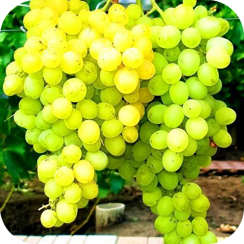 Виноград "Восторг" 